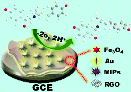 Graphical abstract: Electrochemical sensors based on molecularly imprinted polymers on Fe3O4/graphene modified by gold nanoparticles for highly selective and sensitive detection of trace ractopamine in water