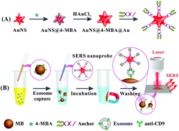 Graphical abstract: Highly sensitive detection of exosomes by SERS using gold nanostar@Raman reporter@nanoshell structures modified with a bivalent cholesterol-labeled DNA anchor