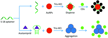 Graphical abstract: A novel fluorescent aptasensor for ultrasensitive and selective detection of acetamiprid pesticide based on the inner filter effect between gold nanoparticles and carbon dots