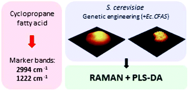 Graphical abstract: Raman spectroscopy as a tool for tracking cyclopropane fatty acids in genetically engineered Saccharomyces cerevisiae