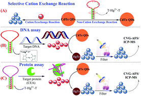 Graphical abstract: Sensitive CVG-AFS/ICP-MS label-free nucleic acid and protein assays based on a selective cation exchange reaction and simple filtration separation
