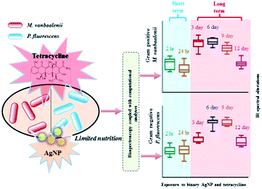 Graphical abstract: Spectrochemical determination of unique bacterial responses following long-term low-level exposure to antimicrobials