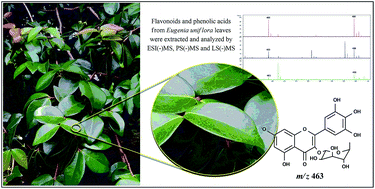 Graphical abstract: Identification of phenolic compounds in Eugenia uniflora leaves by FTICR MS in association with different ionization sources