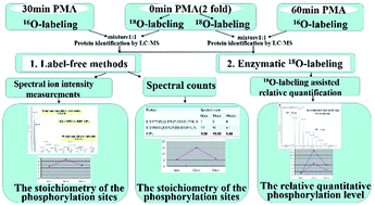 Graphical abstract: An approach combining enzymatic 18O-labeling and label-free methods for the quantitative dynamic analysis of hemogen phosphorylation