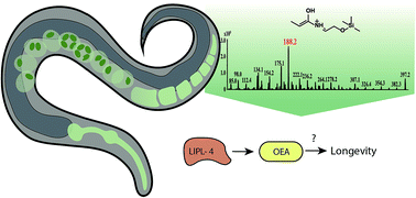 Graphical abstract: A novel EI-GC/MS method for the accurate quantification of anti-aging compound oleoylethanolamine in C. elegans