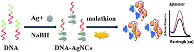 Graphical abstract: A novel aptasensor for malathion blood samples detection based on DNA–silver nanocluster