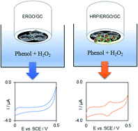 Graphical abstract: Highly sensitive biosensing of phenol based on the adsorption of the phenol enzymatic oxidation product on the surface of an electrochemically reduced graphene oxide-modified electrode