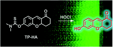 Graphical abstract: Preparation of a two-photon fluorescent probe with a large turn-on signal for imaging hypochlorous acid in living tissues