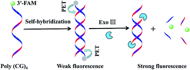 Graphical abstract: A simple “turn-on” fluorescent biosensor for sensitive detection of exonuclease III activity through photoinduced electron transfer and self-hybridization of a DNA probe