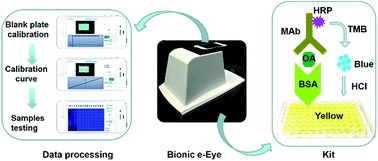 Graphical abstract: A method combining a kit with the Bionic e-Eye for rapid on site detection of diarrhetic shellfish poisoning