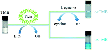 Graphical abstract: A colorimetric method for cysteine determination based on the peroxidase-like activity of ficin