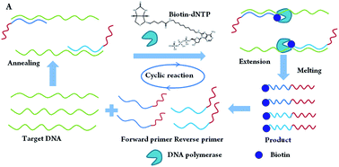 Graphical abstract: An isothermal single base extension based lateral flow biosensor and electrochemical assay for gene point mutation detection