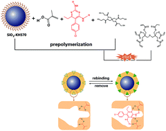 Graphical abstract: Click chemistry-based core–shell molecularly imprinted polymers for the determination of pyrimethamine in fish and plasma samples