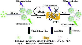 Graphical abstract: A sensitive label-free FRET probe for glutathione based on CdSe/ZnS quantum dots and MnO2 nanosheets