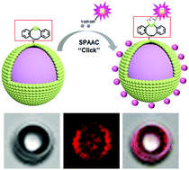 Graphical abstract: Fast functionalization of ultrasound microbubbles using strain promoted click chemistry