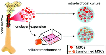 Graphical abstract: Intra-hydrogel culture prevents transformation of mesenchymal stem cells induced by monolayer expansion