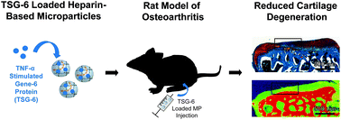 Graphical abstract: Intra-articular TSG-6 delivery from heparin-based microparticles reduces cartilage damage in a rat model of osteoarthritis