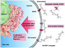 Graphical abstract: Synergistic effects of hyaluronate – epidermal growth factor conjugate patch on chronic wound healing