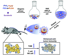 Graphical abstract: Adaptive immune cells are necessary for the enhanced therapeutic effect of sorafenib-loaded nanoparticles