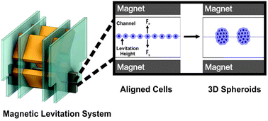 Graphical abstract: Scaffold-free three-dimensional cell culturing using magnetic levitation