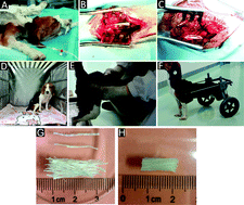 Graphical abstract: Taxol-modified collagen scaffold implantation promotes functional recovery after long-distance spinal cord complete transection in canines