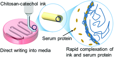 Graphical abstract: Chitosan-catechol: a writable bioink under serum culture media