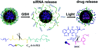 Graphical abstract: Reduction/photo dual-responsive polymeric prodrug nanoparticles for programmed siRNA and doxorubicin delivery
