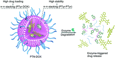 Graphical abstract: Polytyrosine nanoparticles enable ultra-high loading of doxorubicin and rapid enzyme-responsive drug release