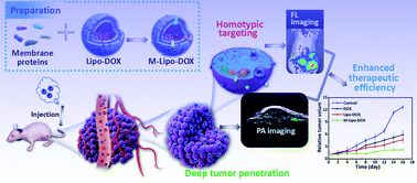 Graphical abstract: Highly penetrative liposome nanomedicine generated by a biomimetic strategy for enhanced cancer chemotherapy
