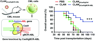 Graphical abstract: Systemic delivery of CRISPR/Cas9 with PEG-PLGA nanoparticles for chronic myeloid leukemia targeted therapy