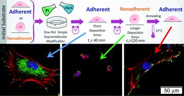 Graphical abstract: Self-assembled phosphate-polyamine networks as biocompatible supramolecular platforms to modulate cell adhesion