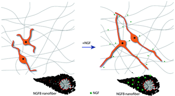 Graphical abstract: Promotion of neurite outgrowth by rationally designed NGF-β binding peptide nanofibers