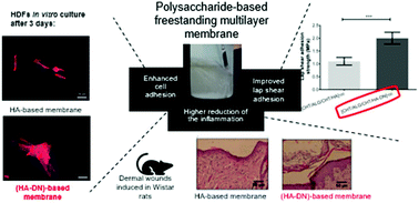 Graphical abstract: Bioinspired multilayer membranes as potential adhesive patches for skin wound healing