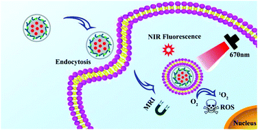 Graphical abstract: Cancer cell membrane-coated magnetic nanoparticles for MR/NIR fluorescence dual-modal imaging and photodynamic therapy