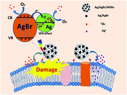 Graphical abstract: Ag/AgBr-loaded mesoporous silica for rapid sterilization and promotion of wound healing