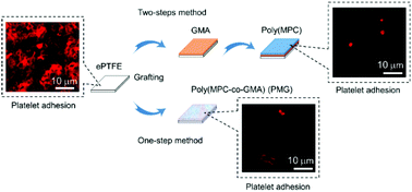 Graphical abstract: A surface graft polymerization process on chemically stable medical ePTFE for suppressing platelet adhesion and activation