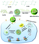 Graphical abstract: Macrophage-targeting and reactive oxygen species (ROS)-responsive nanopolyplexes mediate anti-inflammatory siRNA delivery against acute liver failure (ALF)