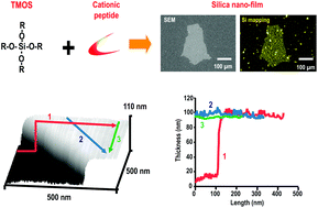 Graphical abstract: Ordered silica mineralization by regulating local reaction conditions
