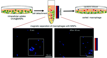 Graphical abstract: Surface-initiated atom transfer radical polymerization of cationic corona on iron oxide nanoparticles for magnetic sorting of macrophages
