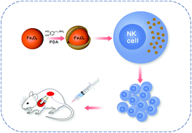 Graphical abstract: Magnetic delivery of Fe3O4@polydopamine nanoparticle-loaded natural killer cells suggest a promising anticancer treatment