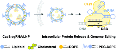 Graphical abstract: Intracellular delivery and biodistribution study of CRISPR/Cas9 ribonucleoprotein loaded bioreducible lipidoid nanoparticles