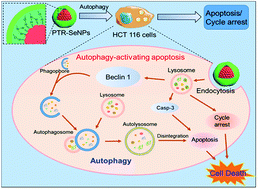 Graphical abstract: Autophagy is an important action mode for functionalized selenium nanoparticles to exhibit anti-colorectal cancer activity