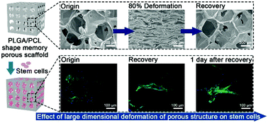 Graphical abstract: Effects of large dimensional deformation of a porous structure on stem cell fate activated by poly(l-glutamic acid)-based shape memory scaffolds