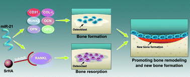 Graphical abstract: The synergistic effect of strontium-substituted hydroxyapatite and microRNA-21 on improving bone remodeling and osseointegration