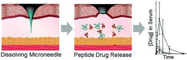 Graphical abstract: A comparative study of dissolving hyaluronic acid microneedles with trehalose and poly(vinyl pyrrolidone) for efficient peptide drug delivery