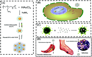 Graphical abstract: Antimicrobial peptide modification enhances the gene delivery and bactericidal efficiency of gold nanoparticles for accelerating diabetic wound healing