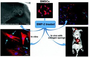 Graphical abstract: Recombinant human BMP-2 accelerates the migration of bone marrow mesenchymal stem cells via the CDC42/PAK1/LIMK1 pathway in vitro and in vivo