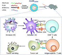 Graphical abstract: Cationic lipid-assisted nanoparticles for delivery of mRNA cancer vaccine