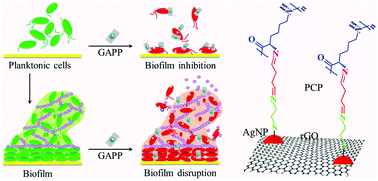 Graphical abstract: Facile synthesis, biofilm disruption properties and biocompatibility study of a poly-cationic peptide functionalized graphene–silver nanocomposite