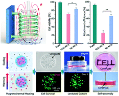 Graphical abstract: Magnetothermal heating facilitates the cryogenic recovery of stem cell–laden alginate–Fe3O4 nanocomposite hydrogels